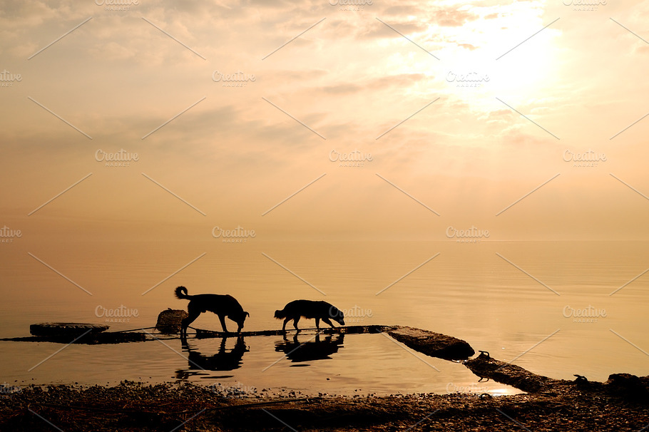 Two Dogs Stock Photo Containing Dog And Dawn