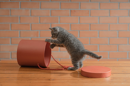 Little gray kitten plays