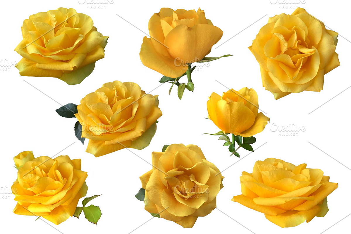 Roses Photo clipart, a Nature Photo by Contes_de_fée (Photo 2 of 4)