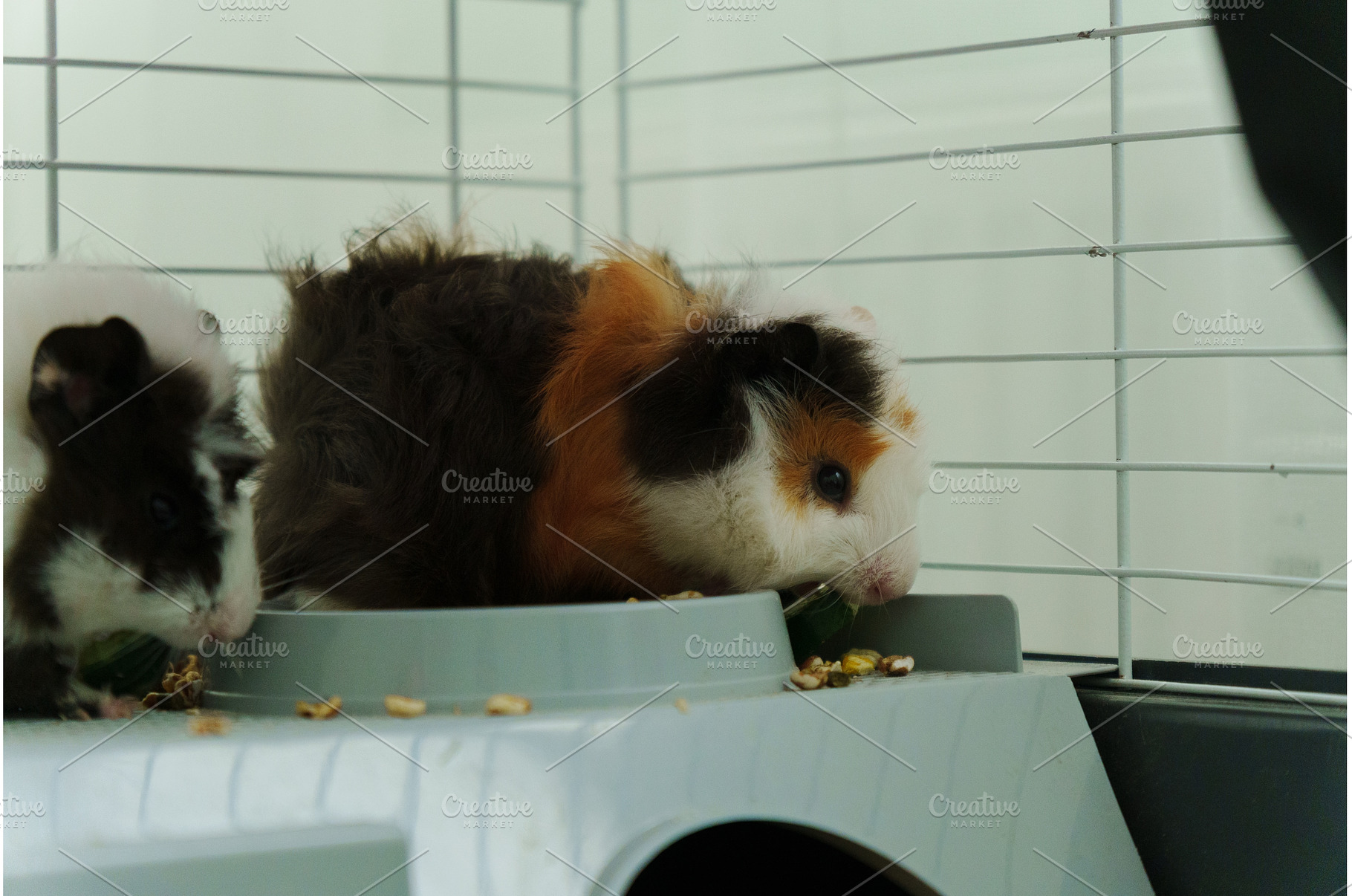Guinea pig peeks out of its cozy, an Animal Photo by darksoul72