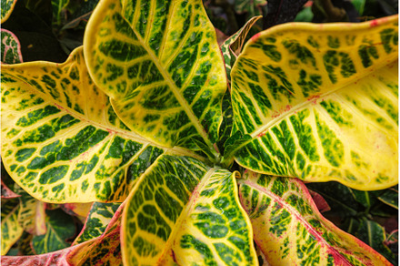 Garden croton Codiaeum variegatum, a Nature Photo by f9photos