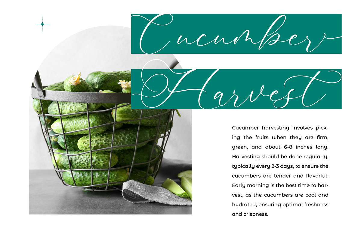 Avonta Qintani Stylish Calligraphy, a Script Font by stylishtype.co (Photo 10 of 20)