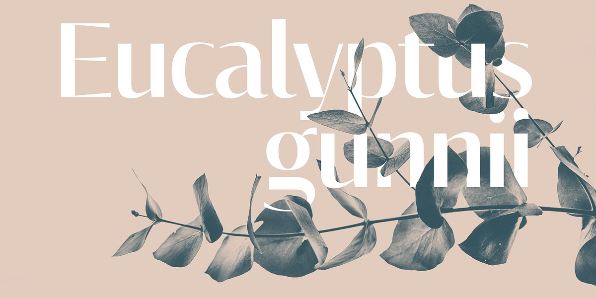 Cosan, a Sans Serif Font by Adtypo (Photo 2 of 7)