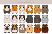American Guinea Pig clipart, an Animal Illustration by pet design shop (Thumbnail 4 of 5)