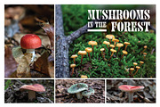 Mushrooms In The Forest Photography, a Nature Photo by Full Circle Design Studio (Thumbnail 1 of 38)