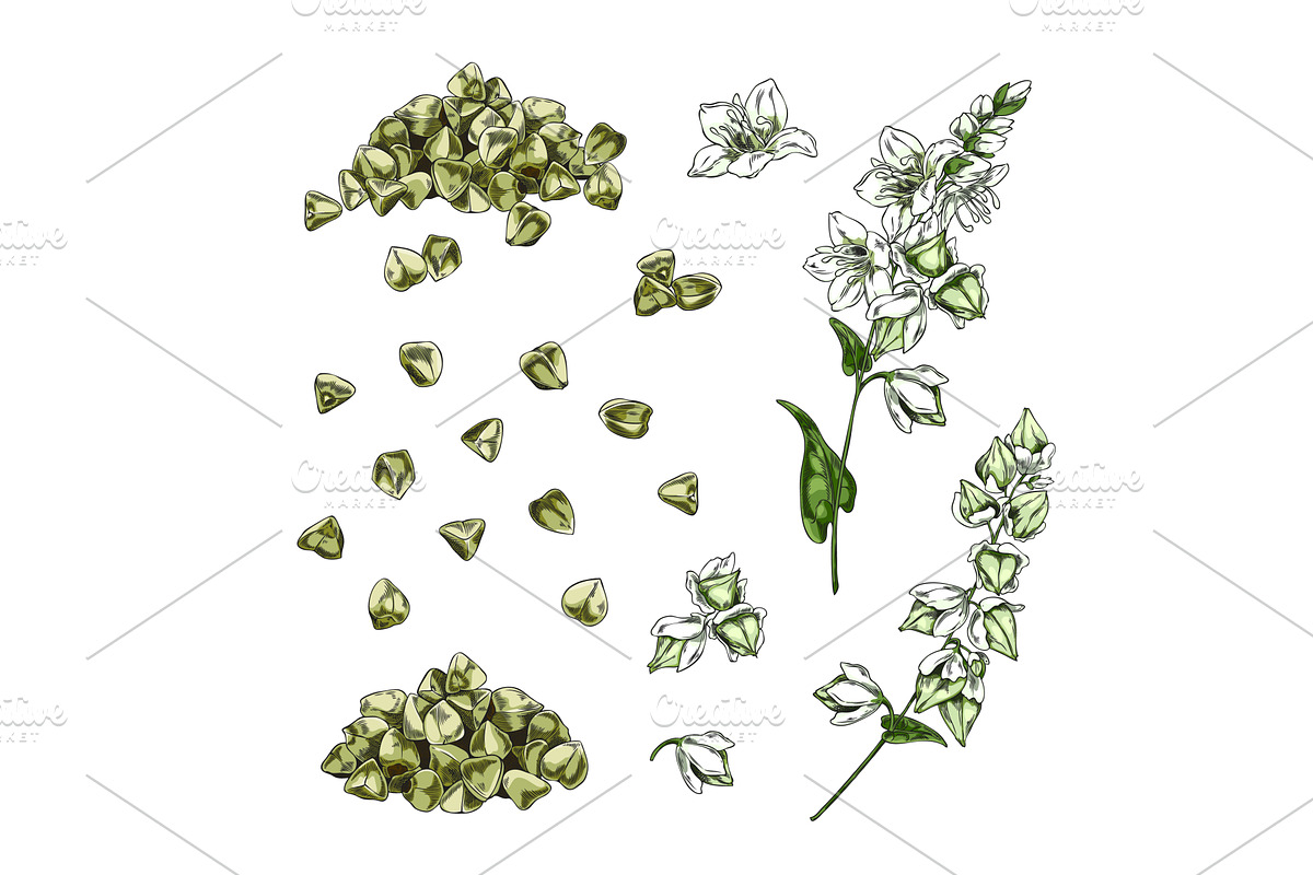 Buckwheat branch with flowers and, an Object Illustration by Sabelskaya