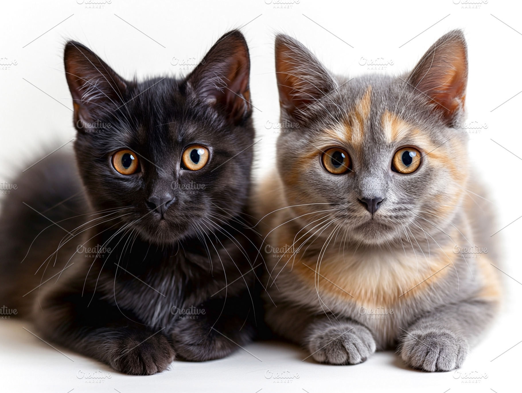 Two adorable kittens, a black tabby and a gray calico, cuddle together on a sof, an Animal Photo by ImageMir