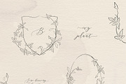 Line drawing Ivy plant illustrations, an Illustration by Olya Creative (Thumbnail 2 of 3)