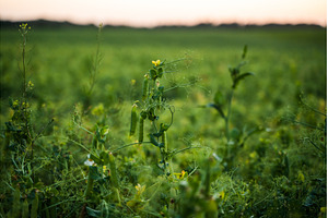 Ripening pea pods growing on a green, a Nature Photo by volodymyrshtun13795