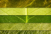 Leaf Textures Pack 1, a Texture Graphic by Design Panoply (Thumbnail 2 of 2)