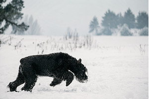 Funny Young Black Giant Schnauzer Or, an Animal Photo by Our Amazing World