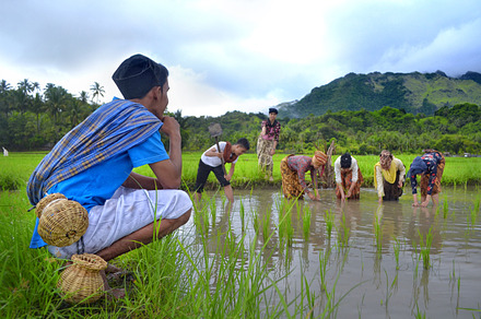 Rural beauty featuring paddy field, paddies, and paddy, a Nature Photo by bastera