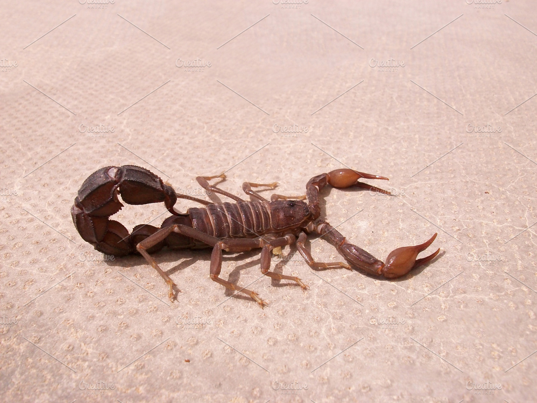 Scorpion. Fauna of Arab Emirates., an Animal Photo by ELEONIMAGES