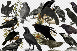 Vintage Ravens And Crows Clipart