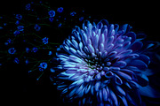 Dark Background Floral Bloom, a Nature Photo by Silent Nature (Thumbnail 7 of 10)