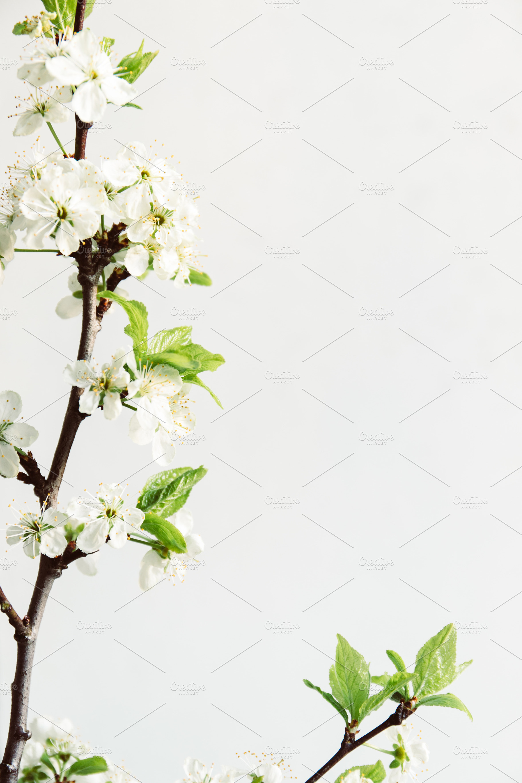 Branch of cherry blossom on white ba, a Background Photo by Edalin's Store