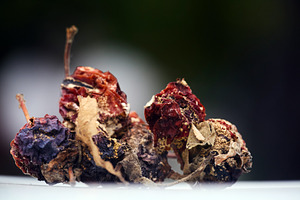 Moldy rotten wild apples macro photo on dark bokeh background. Close-up photo o