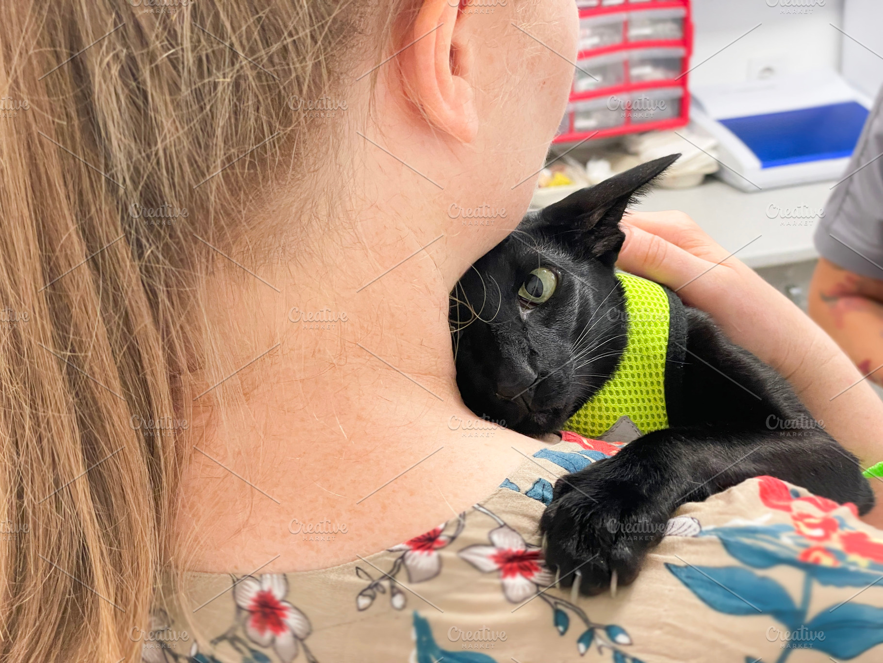 Black cat in vet veterinarian clinic, an Animal Photo by Vapi