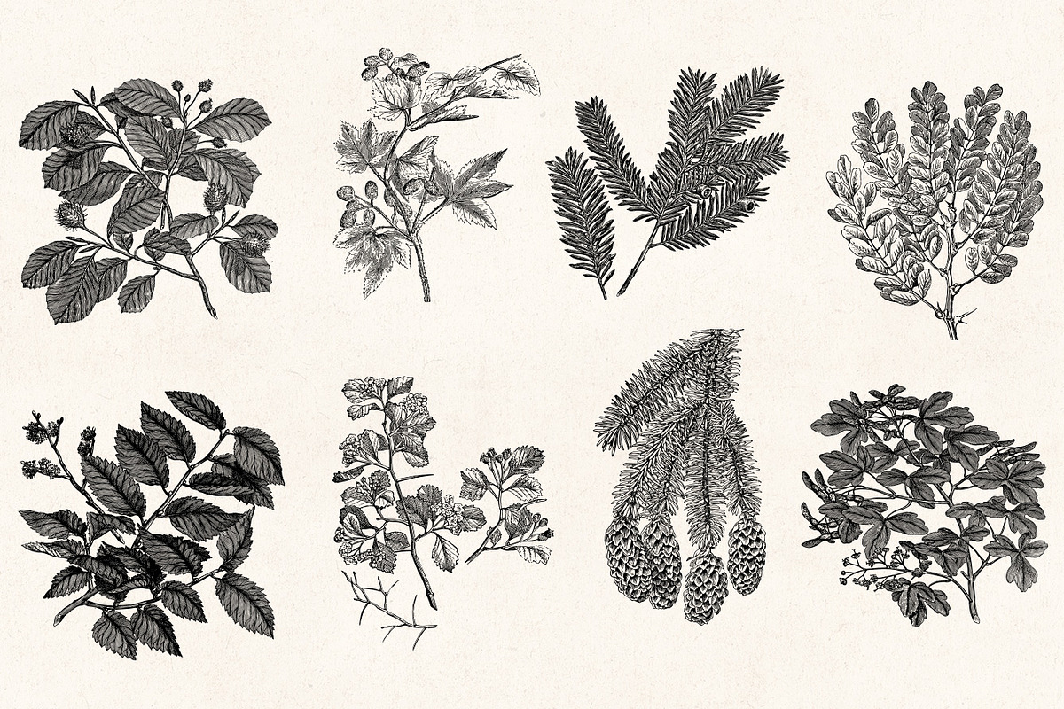 Leaves & Twigs Vintage Illustrations, an Illustration by Graphic Goods (Photo 7 of 10)