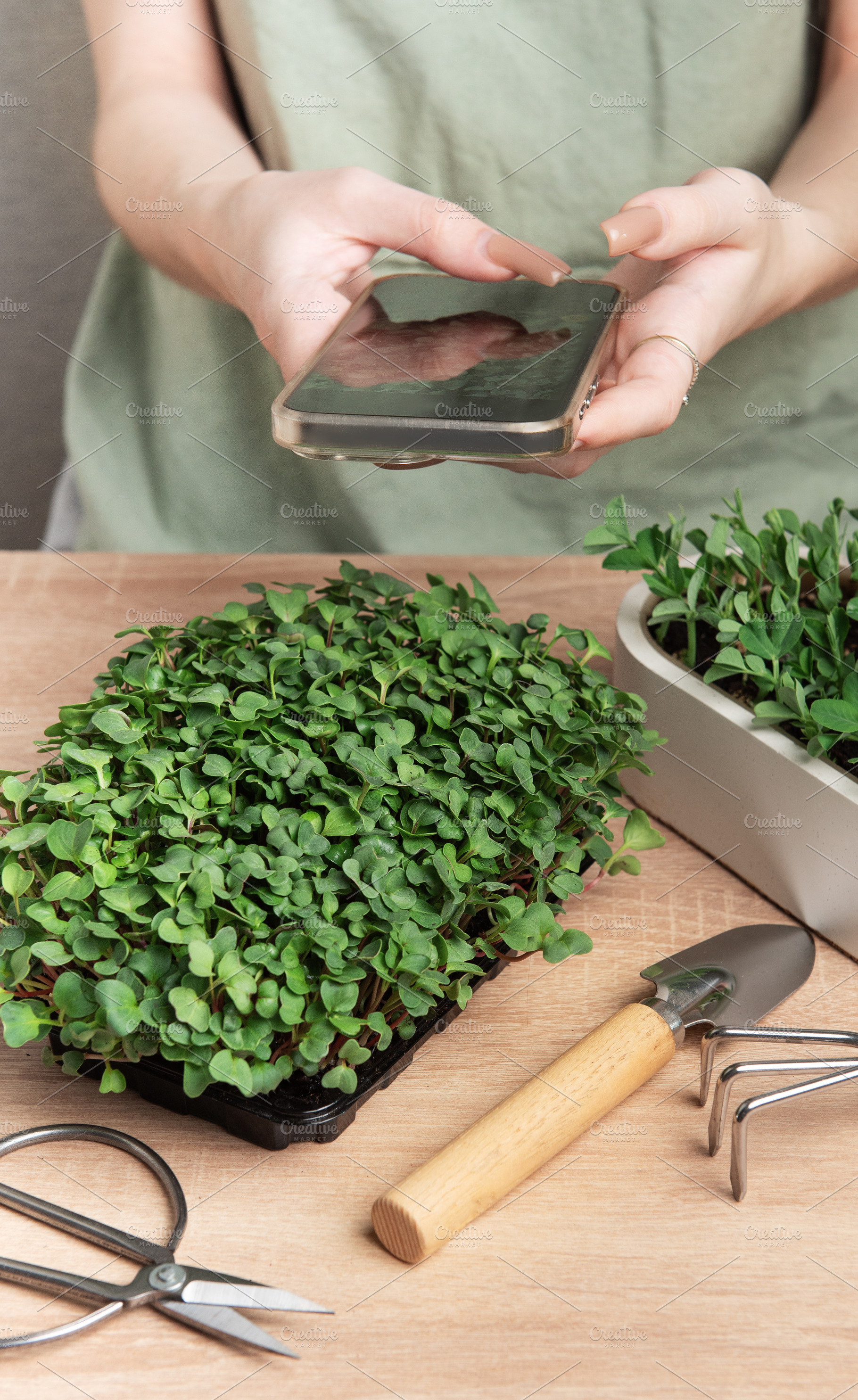 Woman taking photo of microgreens with smartphone, home gardenin, a Food & Drink Photo by Olena Rudo