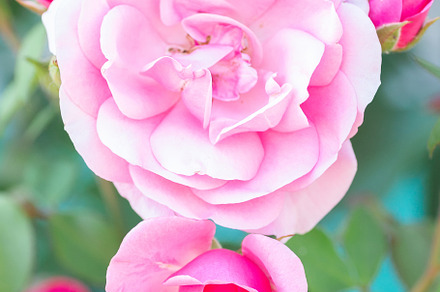 Pink roses in the garden. Floral sum, a Nature Photo by AlexBush