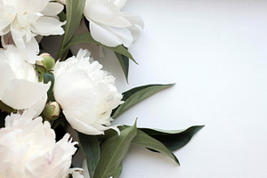 White peonies background