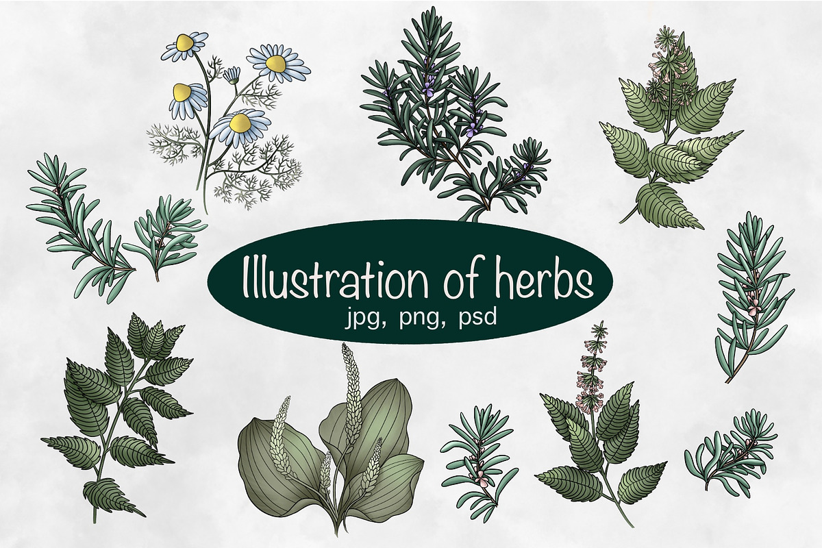 Herbal collection, a Decorative Illustration by sizileon (Photo 3 of 11)