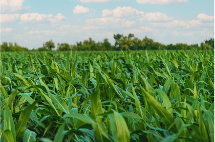 Field corn grows in the field, a Nature Photo by yanadjana