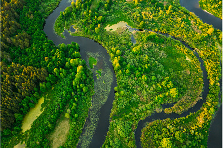 Aerial View Green Forest Woods And, a Nature Photo by Our Amazing World