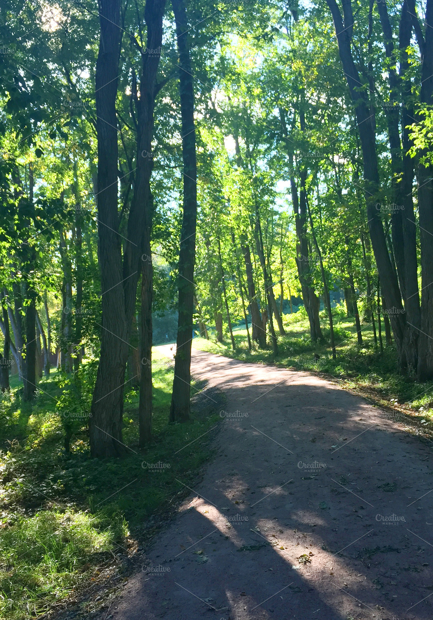 Trail In The Woods, a Nature Photo by RM Photos and Art