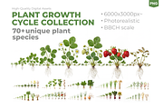PLANT GROWTH CYCLE COLLECTION, a Nature Photo by Ilia Design (Thumbnail 1 of 8)