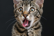 236 surprised animals, an Animal Photo by Handmadefont (Thumbnail 34 of 241)