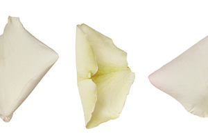 White rose petals on isolated background, a Nature Photo by ndanko