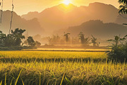 Golden Rice Field at Sunset, a Photo by LOGOCREATIVE (Thumbnail 22 of 27)