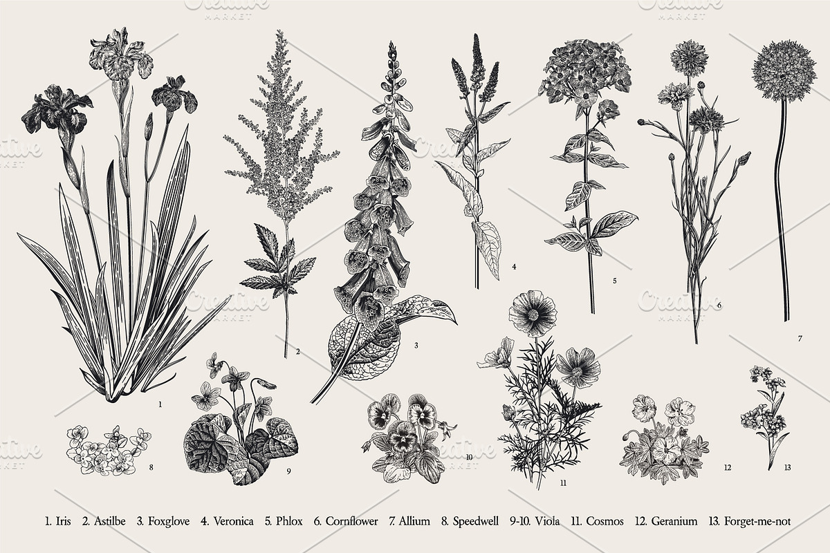Garden Flowers. Black and white, an Illustration by olga.korneeva (Photo 2 of 5)