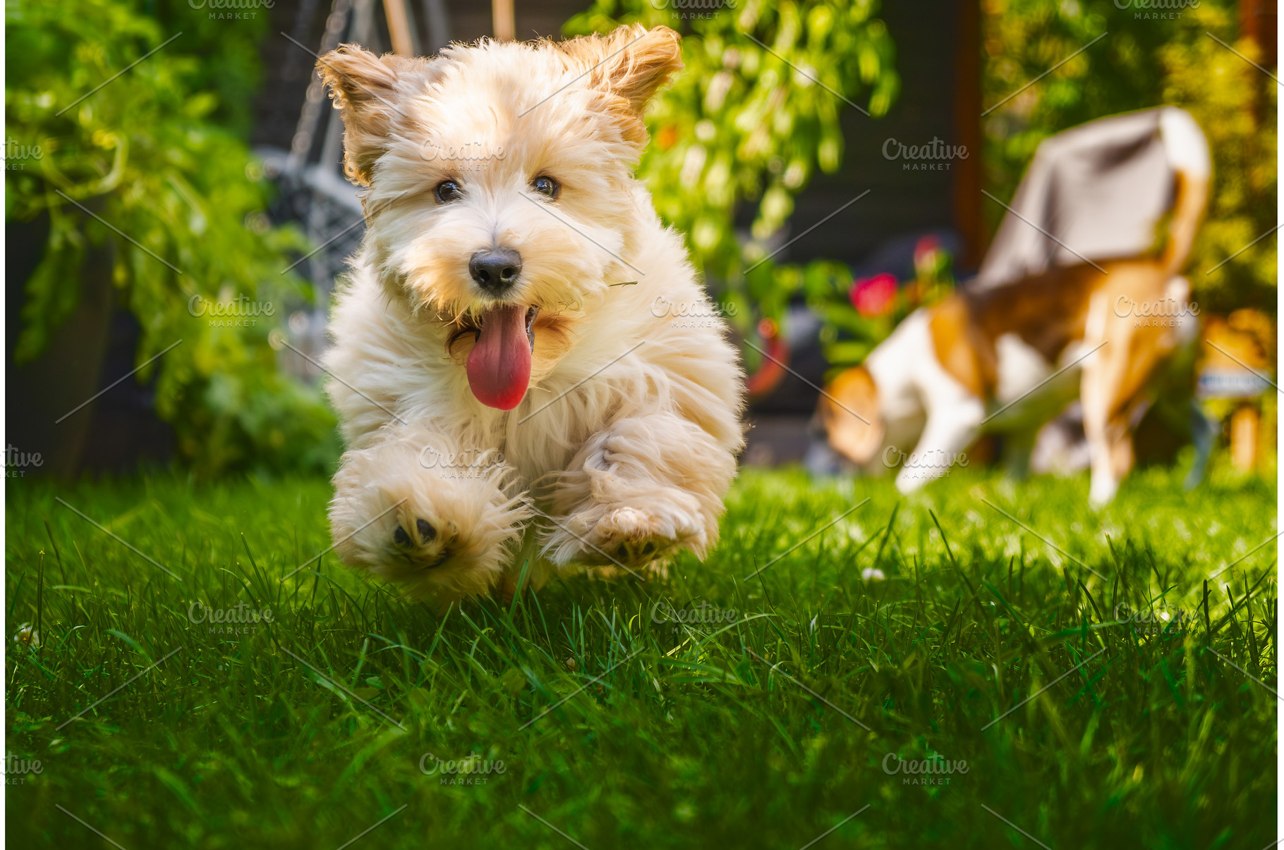 Adorable Maltipoo Puppy Running, an Animal Photo by MadPhotos