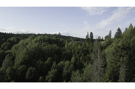 A Beautiful Lush Green Forest, a Nature Photo by Media Whale Stock