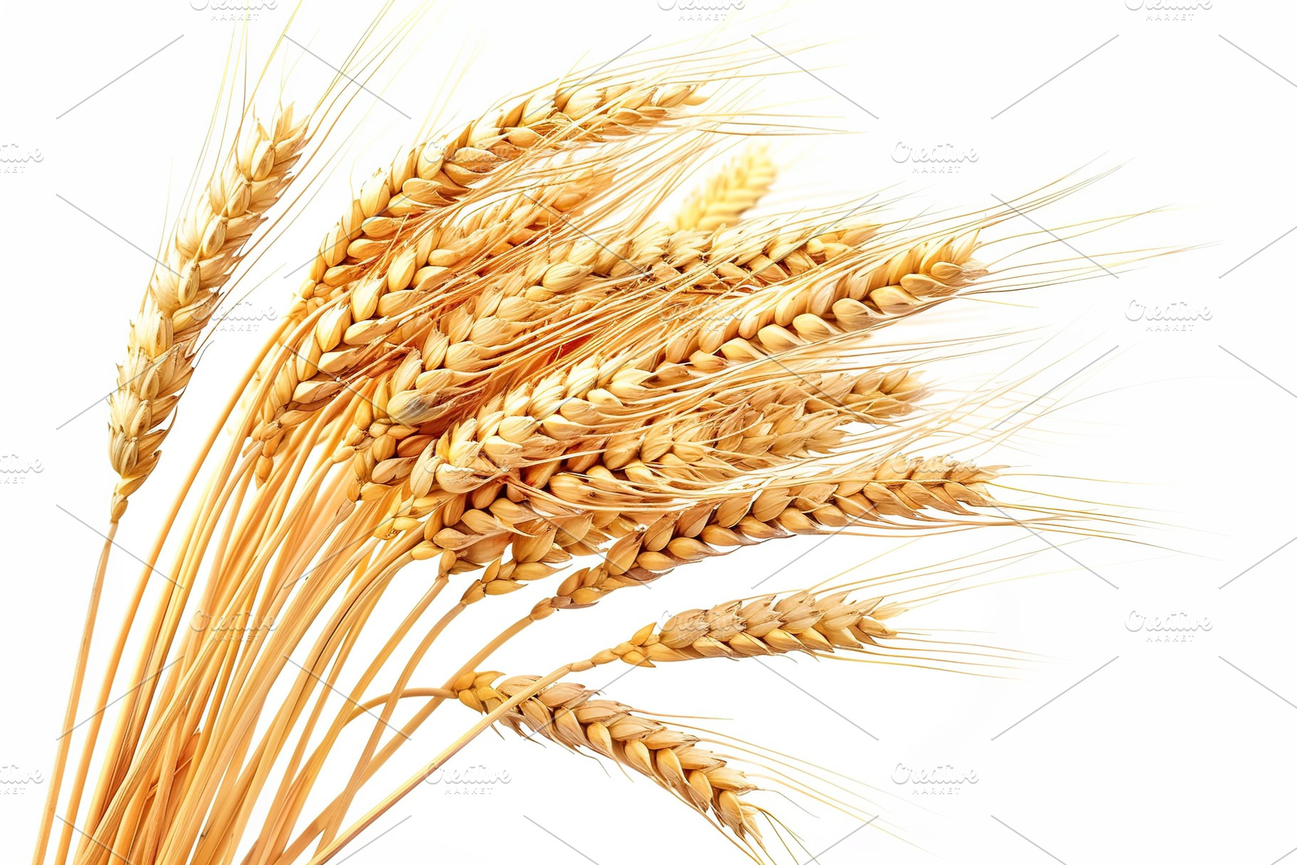 Wheat ears isolated on white background, a Nature Photo by AlyaAnd
