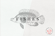 Fish Illustrations, an Object Graphic by Nomad Visuals (Thumbnail 1 of 11)
