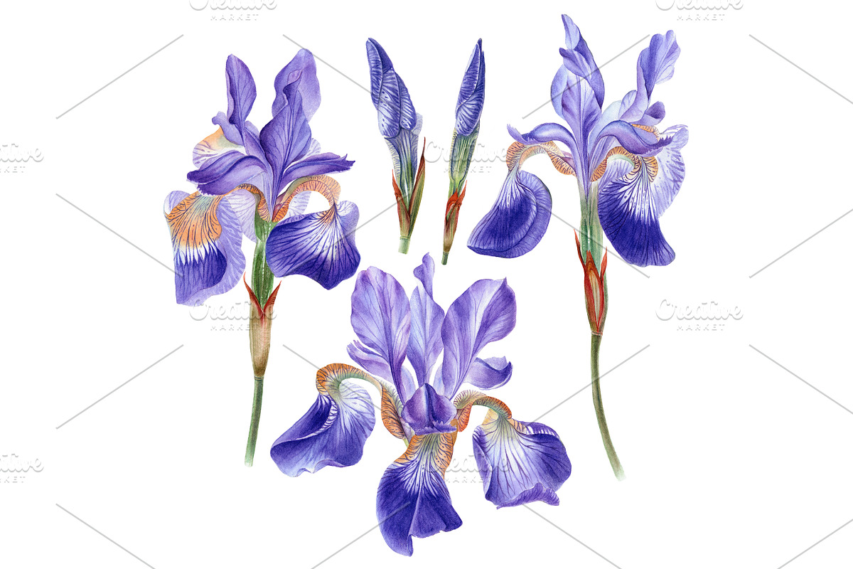 Irises set, a Decorative Illustration by Watercolor life (Photo 4 of 6)