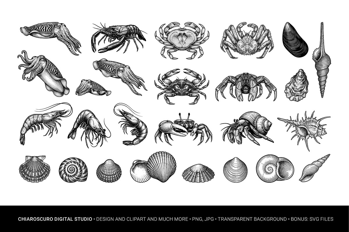 Mediterranean Sea Vector Clipart Set, an Animal Illustration by Pingebat (Photo 4 of 15)