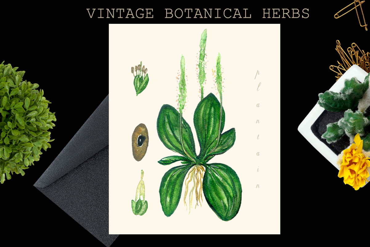 Vintage botanical medical plants, a Healthcare Illustration by LABFcreations (Photo 4 of 6)