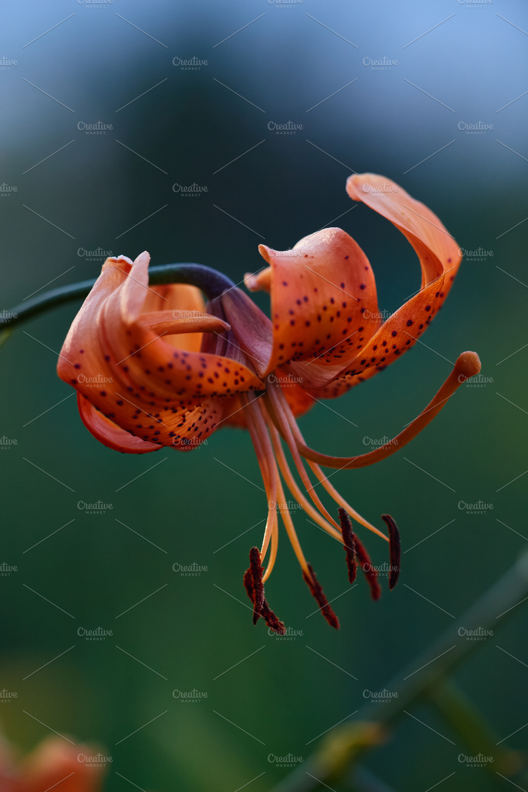 Close-up of a beautiful orange tiger lily flower blooming in the garden. Vertic, a Nature Photo by Rohan Photography