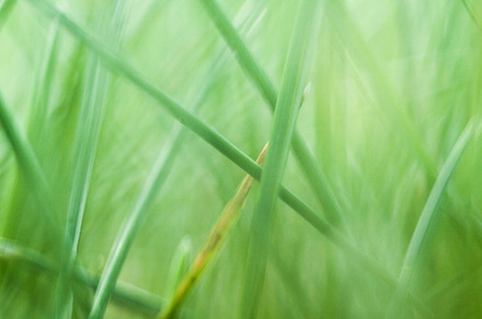 In the grass containing background, nature, and natural preview 6