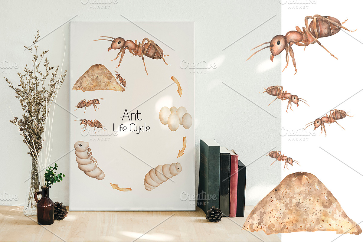Watercolor Life Cycle Set, an Education Illustration by MayaNavits (Photo 8 of 11)