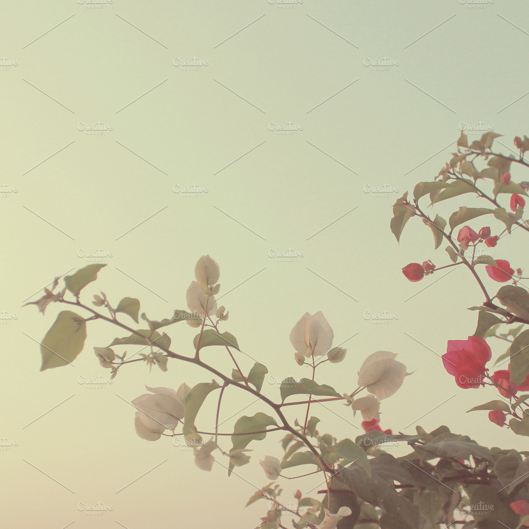 Bush Of Bougainvillea Flowers Featuring Nature Flower And Floral