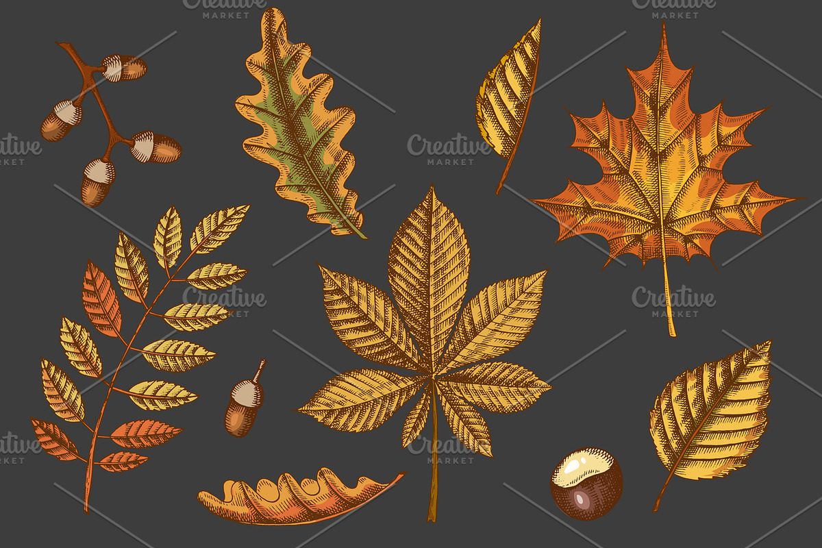 Autumn leaves. Vector Collection, an Illustration by Tabiti (Photo 4 of 9)