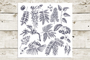 Garden trees sketches. Floral vector, a Decorative Illustration by Yevheniia (Thumbnail 2 of 9)