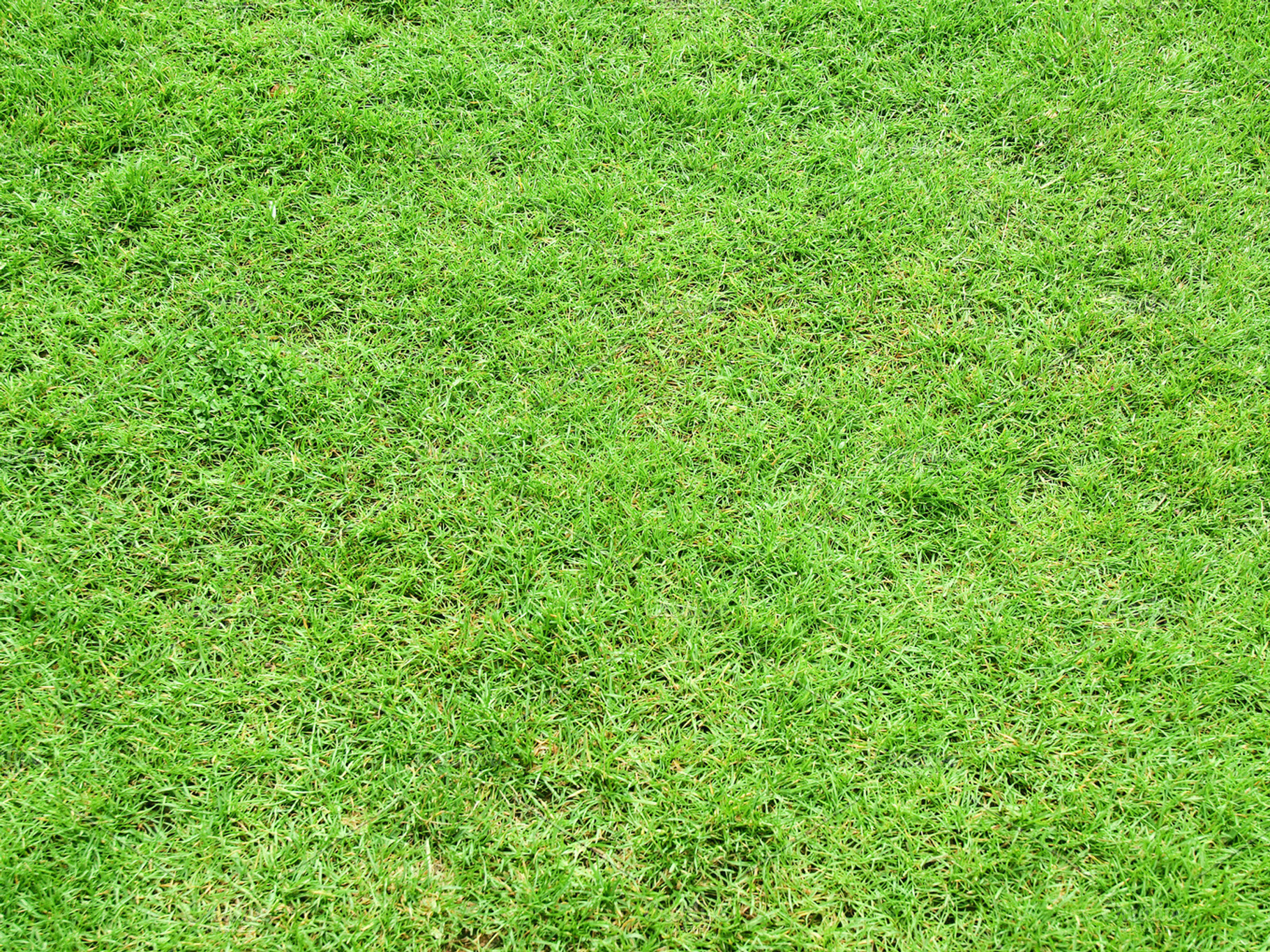 Grass Stock Photo Containing Nature And Background