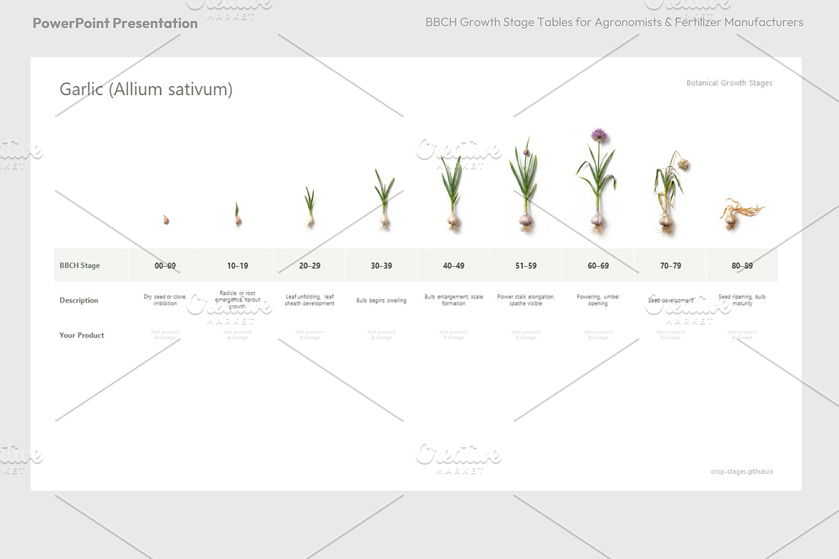BBCH Growth Stages, Other Crops, a Presentation Template by Ilia Design (Photo 5 of 8)